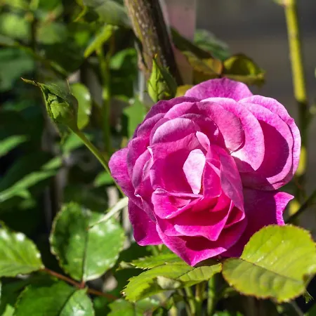 Blaserhof Appartamento